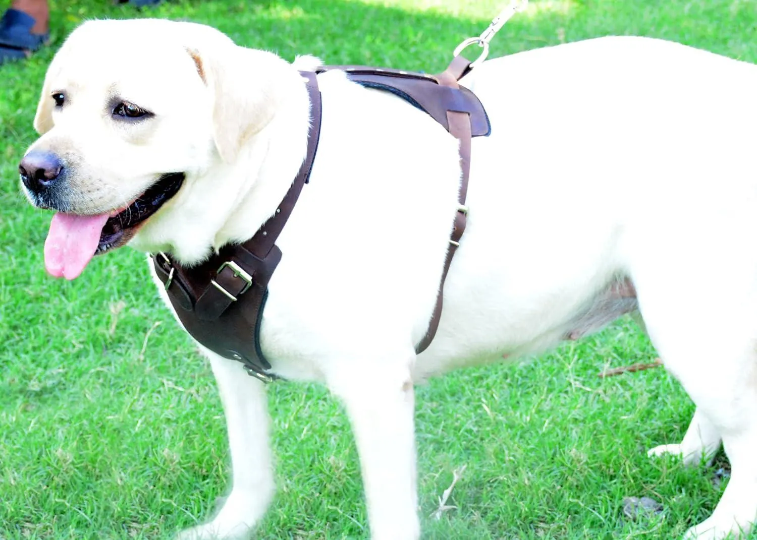 Horse Brown Belt Style Buckles Leather Dog Harness