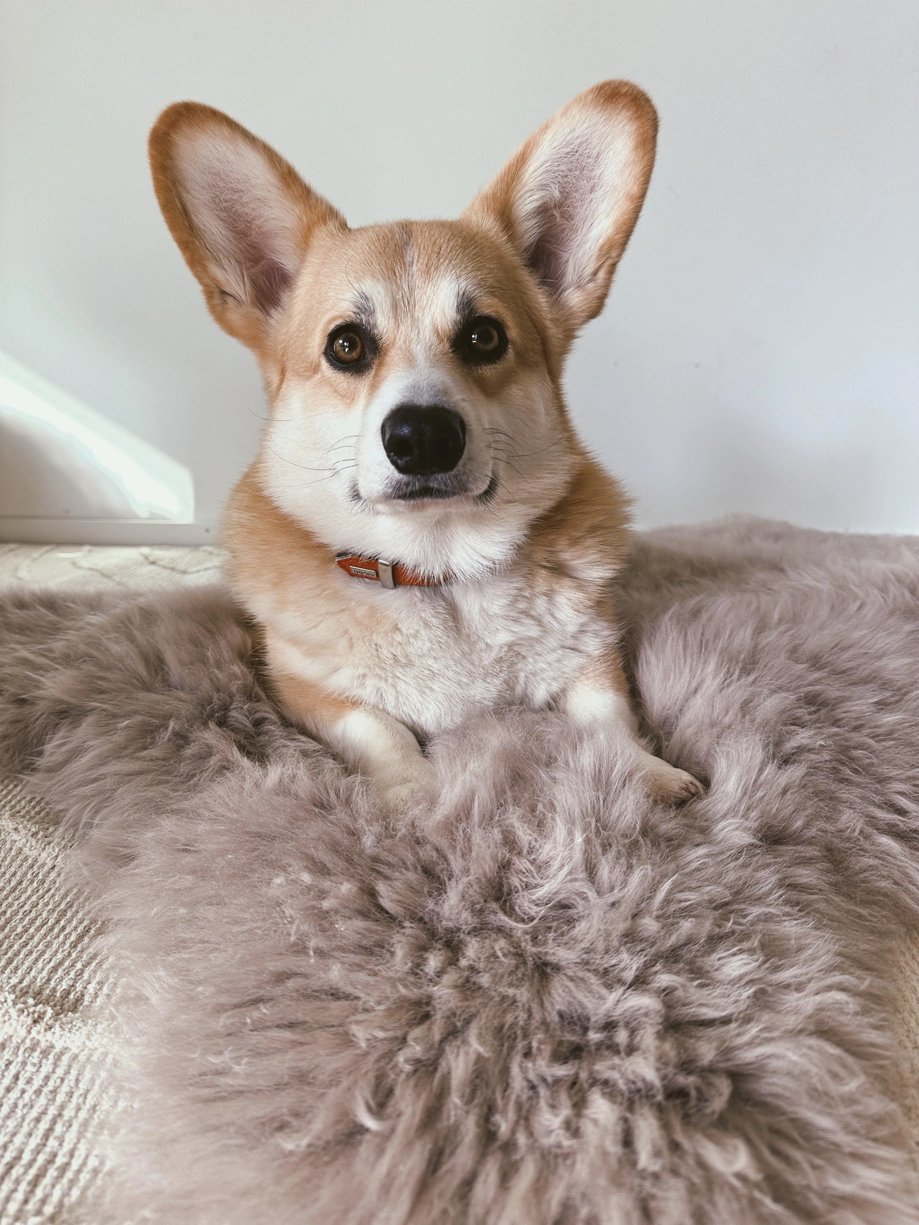 Square or Rectangular Natural Sheepskin Pet Mat - Greige